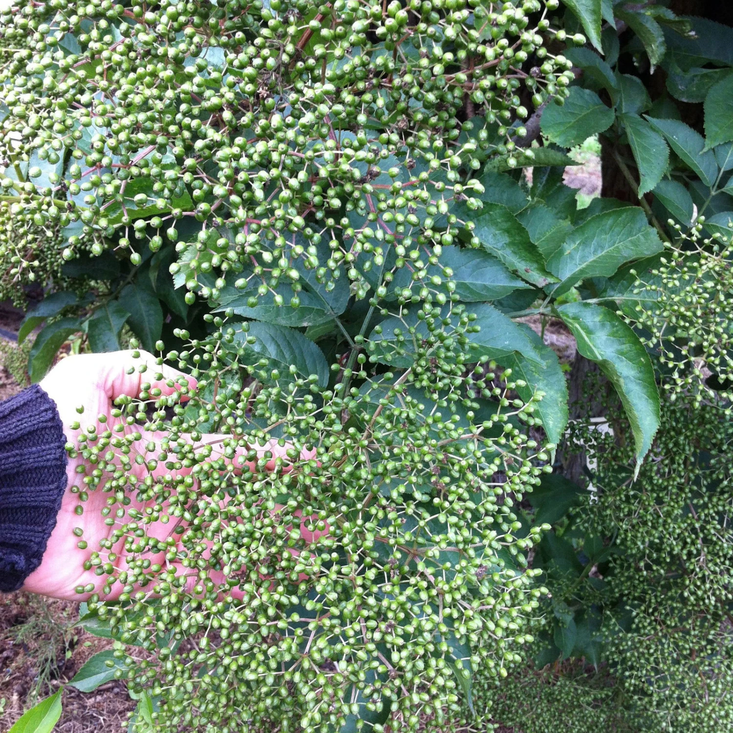 Großfruchtiger Schwarzer Holunder 'Sampo', Höhe 40-60 Cm 4 Großfruchtiger Schwarzer Holunder 'Sampo', Höhe 40-60 Cm – Bild 2