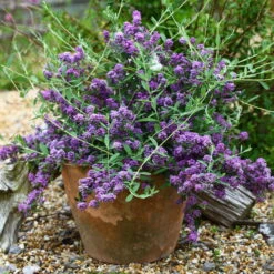 Kompakter Hängeflieder 'Unique' ('PMooRE12')(s), 3er-Set, Violettblau, Topf 3 L