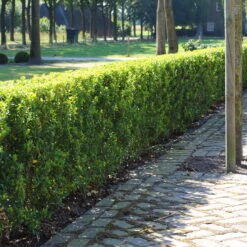 Stechpalme 'Impala®' Kugel, 3er-Set, Höhe 20-25 Cm, Topf 5 Liter 14 Stechpalme 'Impala®' Kugel, 3er-Set, Höhe 20-25 Cm, Topf 5 Liter -Compo Geschaft 0410450790 Ilex max Impala 1 104010 1