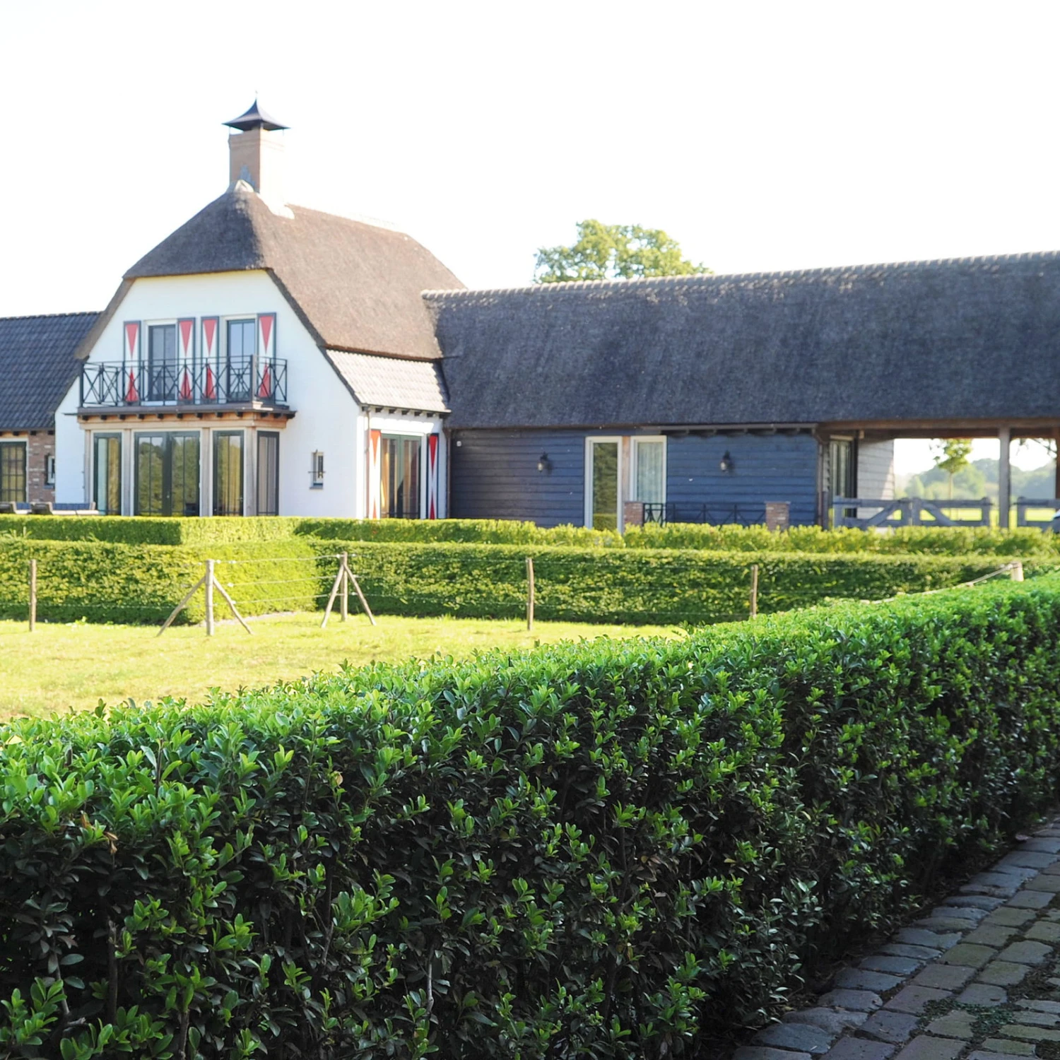 Stechpalme 'Impala®' Kugel, 3er-Set, Höhe 20-25 Cm, Topf 5 Liter 8 Stechpalme 'Impala®' Kugel, 3er-Set, Höhe 20-25 Cm, Topf 5 Liter – Bild 6