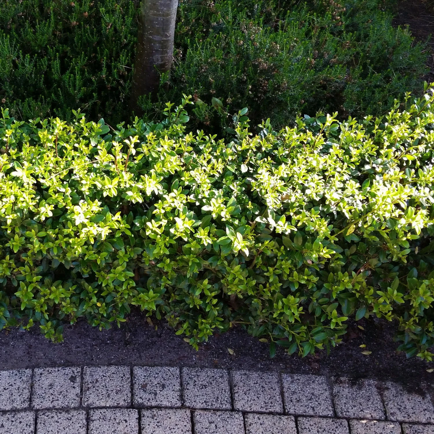 Stechpalme 'Impala®' Kugel, 3er-Set, Höhe 20-25 Cm, Topf 5 Liter 6 Stechpalme 'Impala®' Kugel, 3er-Set, Höhe 20-25 Cm, Topf 5 Liter – Bild 4