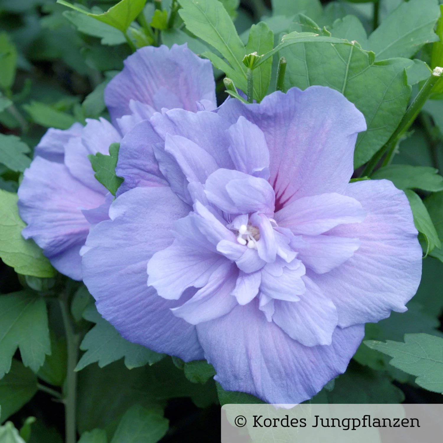 Duo-Gartenhibiskus 'Blue Chiffon®' Und 'Pink Chiffon®', Blau + Pink, 5 Lt. Topf 9 Duo-Gartenhibiskus 'Blue Chiffon®' Und 'Pink Chiffon®', Blau + Pink, 5 Lt. Topf – Bild 7