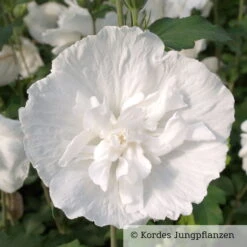Duo-Gartenhibiskus 'Blue Chiffon®' Und 'White Chiffon®', Blau + Weiß, 5 Lt. Topf -Compo Geschaft 0410900500 Hibiscus White Chiffon 76688