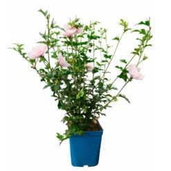 Duo-Gartenhibiskus 'Blue Chiffon®' Und 'Pink Chiffon®', Blau + Pink, 5 Lt. Topf 22 Duo-Gartenhibiskus 'Blue Chiffon®' Und 'Pink Chiffon®', Blau + Pink, 5 Lt. Topf -Compo Geschaft 0410900545 Hibiscus Pink Chiffon 2 114010