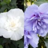 Duo-Gartenhibiskus 'Blue Chiffon®' Und 'White Chiffon®', Blau + Weiß, 5 Lt. Topf -Compo Geschaft 0410900587 Hibiscus Duo Blue Chiffon White Chiffon 119966
