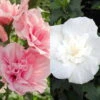 Duo-Gartenhibiskus 'White Chiffon®' Und 'Pink Chiffon®', Weiß + Pink, 5 Lt. Topf -Compo Geschaft 0410900590 Hibiscus Duo White Chiffon Pink Chiffon 119967