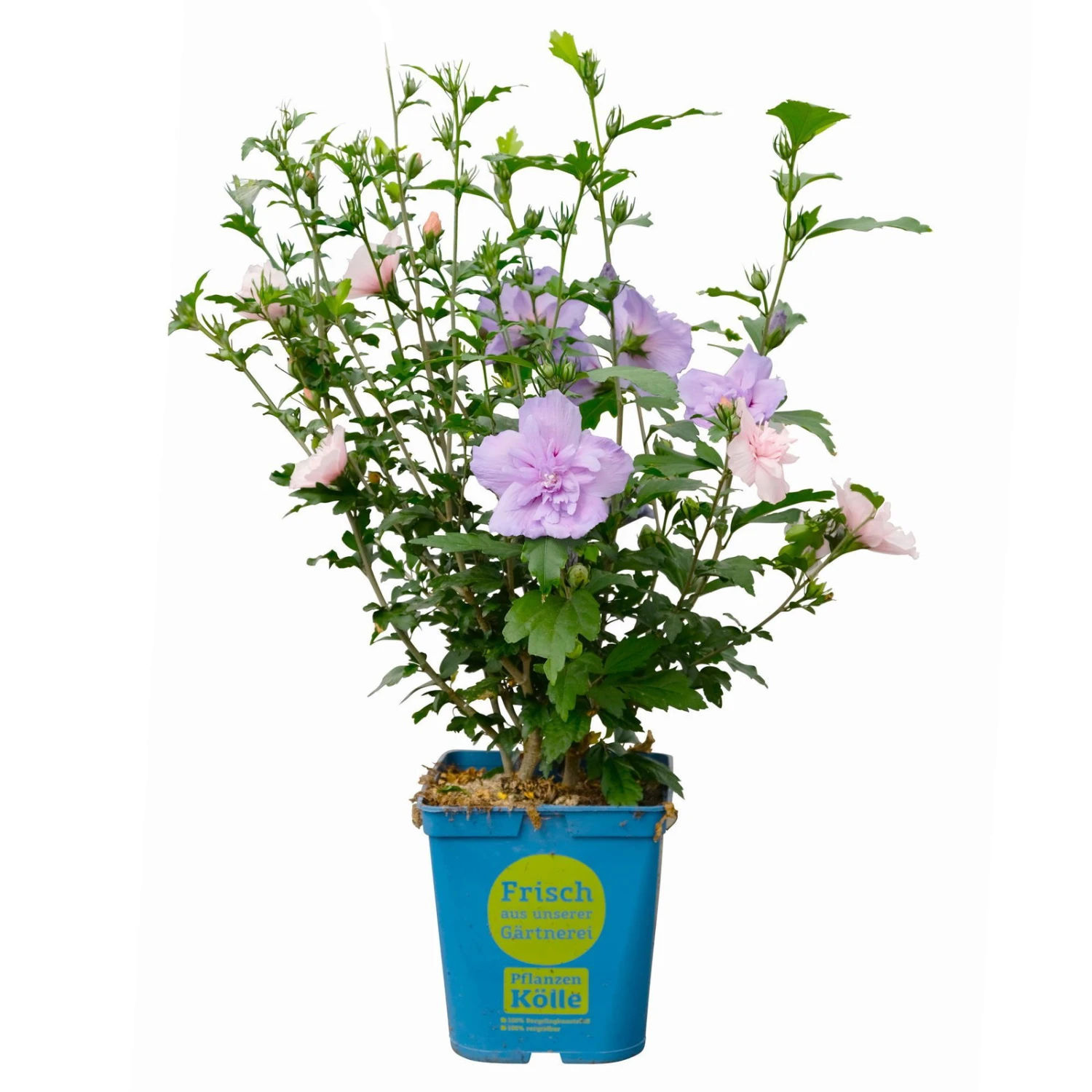 Duo-Gartenhibiskus 'Blue Chiffon®' Und 'Pink Chiffon®', Blau + Pink, 5 Lt. Topf 4 Duo-Gartenhibiskus 'Blue Chiffon®' Und 'Pink Chiffon®', Blau + Pink, 5 Lt. Topf – Bild 2