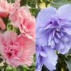 Duo-Gartenhibiskus 'Blue Chiffon®' Und 'Pink Chiffon®', Blau + Pink, 5 Lt. Topf 1 Duo-Gartenhibiskus 'Blue Chiffon®' Und 'Pink Chiffon®', Blau + Pink, 5 Lt. Topf -Compo Geschaft 0410900619 Hibiscus Duo Blue Chiffon Pink Chiffon 119968