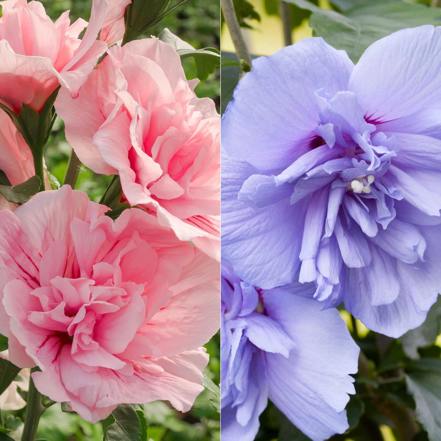 Duo-Gartenhibiskus 'Blue Chiffon®' Und 'Pink Chiffon®', Blau + Pink, 5 Lt. Topf 3 Duo-Gartenhibiskus 'Blue Chiffon®' Und 'Pink Chiffon®', Blau + Pink, 5 Lt. Topf
