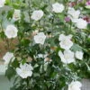Säulen-Gartenhibiskus 'Flower Tower White®' Weiß, Höhe 40-60 Cm, Topf 5 L -Compo Geschaft 0410900657 Hibiscus syr Flower Tower White Saeulenhibiscus weiss 1 119981