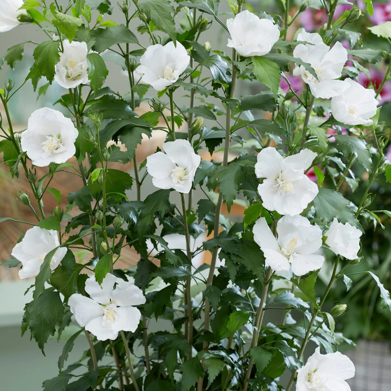 Säulen-Gartenhibiskus 'Flower Tower White®' Weiß, Höhe 40-60 Cm, Topf 5 L 3 Säulen-Gartenhibiskus 'Flower Tower White®' Weiß, Höhe 40-60 Cm, Topf 5 L