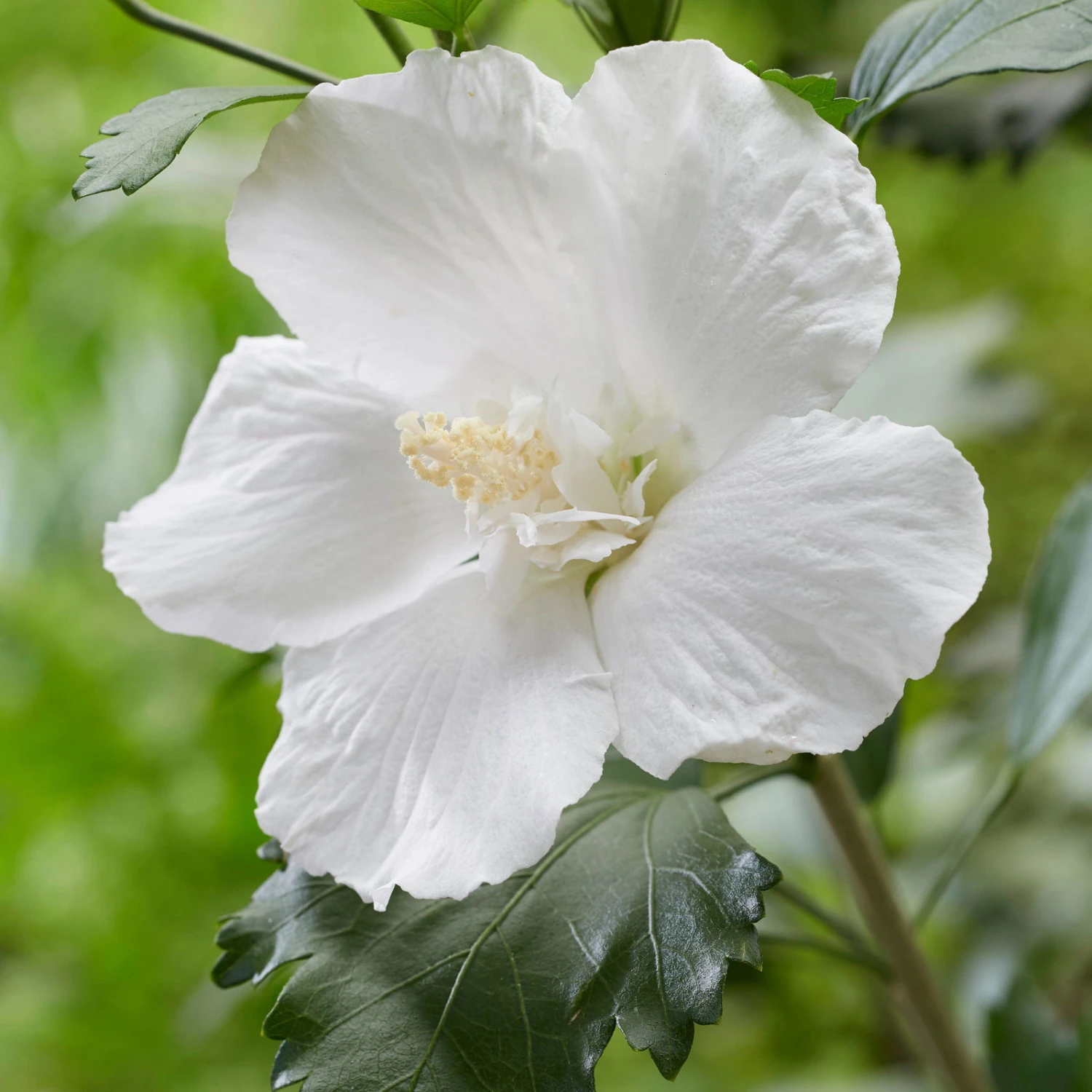 Säulen-Gartenhibiskus 'Flower Tower White®' Weiß, Höhe 40-60 Cm, Topf 5 L 5 Säulen-Gartenhibiskus 'Flower Tower White®' Weiß, Höhe 40-60 Cm, Topf 5 L – Bild 3