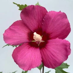 Säulen-Gartenhibiskus 'Flower Tower Ruby®' Rosarot, Höhe 40-60 Cm, Topf 5 L -Compo Geschaft 0410900664 Hibiscus syr Flower Tower Ruby Saeulenhib rosarot 1 119979