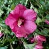 Säulen-Gartenhibiskus 'Flower Tower Ruby®' Rosarot, Höhe 40-60 Cm, Topf 5 L -Compo Geschaft 0410900664 Hibiscus syr Flower Tower Ruby Saeulenhib rosarot 2 119978