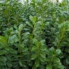 Kirschlorbeer 'Novita', 50er-Set, Höhe 60-80 Cm, Topf 4 Liter 1 Kirschlorbeer 'Novita', 50er-Set, Höhe 60-80 Cm, Topf 4 Liter -Compo Geschaft 0410950306 Koelle Prunus laur Novita 88577