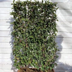 Portugiesischer Lorbeer 'Angustifolia', 5er-Set, Spalier 130x90 Cm, Kasten 80 Cm -Compo Geschaft 0410950660 Prunus lus Angustifolia 5er Set Spalier WEB 1 107869