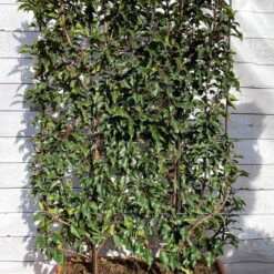 Portugiesischer Lorbeer 'Angustifolia', 5er-Set, Spalier 130x90 Cm, Kasten 80 Cm -Compo Geschaft 0410950660 Prunus lus Angustifolia 5er Set Spalier WEB 2 107870