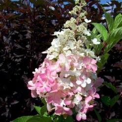 Rispenhortensie 'Pinky Winky'® DVP PinkyⓈ Im 10 L Topf