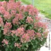 Kompakte Rispenhortensie 'Little Quick Fire'®, Weiß, 3er-Set, Topf 5 Liter -Compo Geschaft 0415300297 Hydrangea pan Little Quick Fire 1 93925