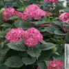 Rosarote Schneeballhortensie 'Ruby Annabelle'®, Rosarot, Topf 5 Liter 1 Rosarote Schneeballhortensie 'Ruby Annabelle'®, Rosarot, Topf 5 Liter -Compo Geschaft 0415300397 Hydrangea arbor Ruby Annabelle 1 105218