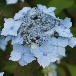 Neue Produkte -Compo Geschaft 0415500167 Hydrangea serrata Blue Deckle Blue Bird 1 104397