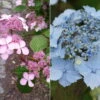 Japanische Berg-Hortensien 'Blue Deckle' & 'Blue Bird', 2er-Set, Topf 4 Liter -Compo Geschaft 0415500167 Hydrangea serrata Blue Deckle Blue Bird 104396