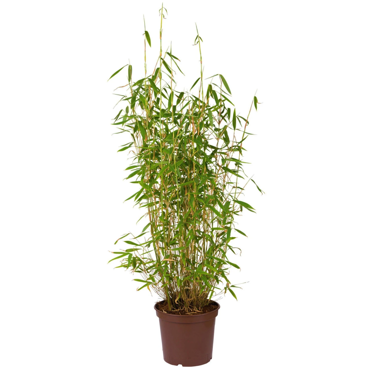 Bambus-Hecken-Set Fargesia 'Jumbo', 20er-Set, Höhe 60-80 Cm, Topf 7,5 Liter 4 Bambus-Hecken-Set Fargesia 'Jumbo', 20er-Set, Höhe 60-80 Cm, Topf 7,5 Liter – Bild 2