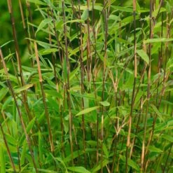 Bambus-Hecken-Set Fargesia 'Volcano', 30er-Set, Höhe 60-80 Cm, Topf 7,5 Liter