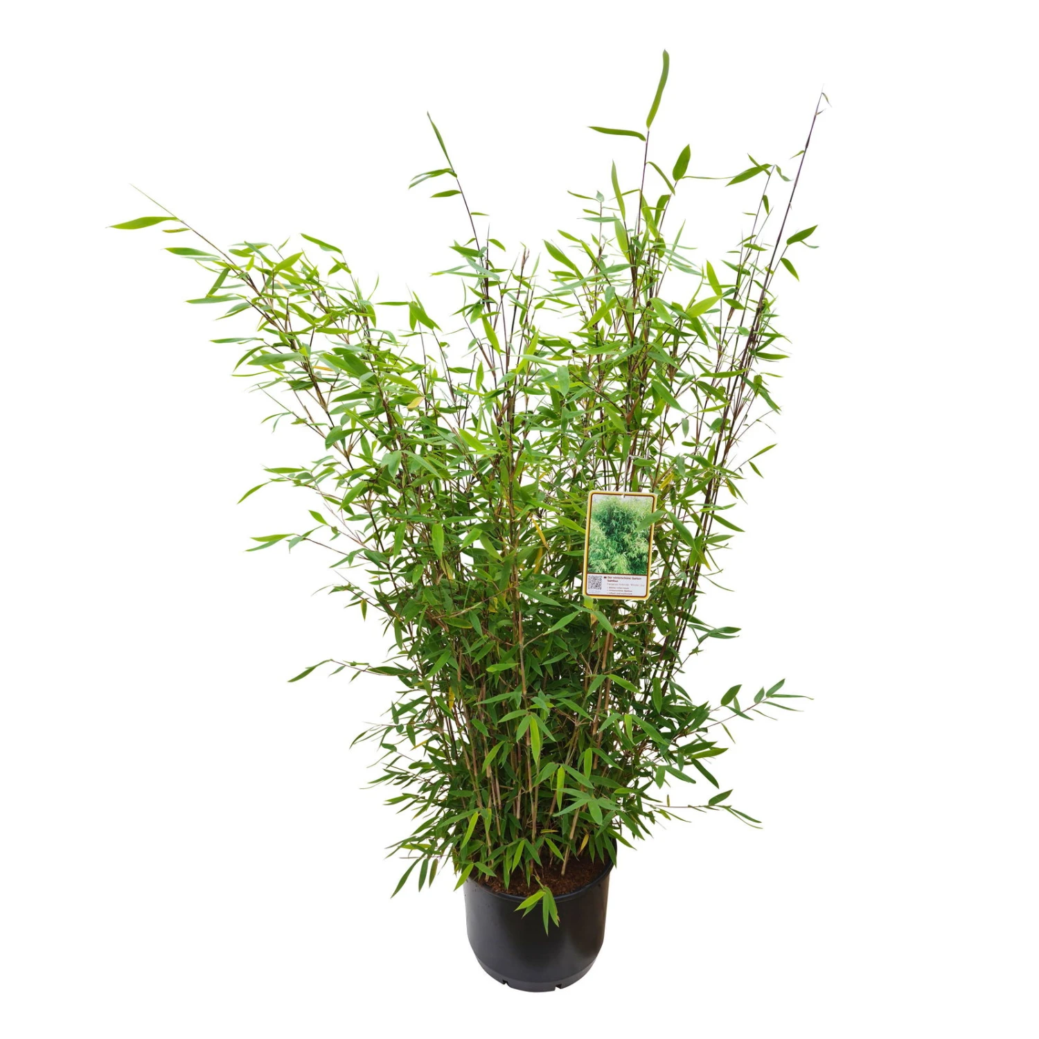 Gartenbambus 'Winter Joy', Höhe 80-100 Cm, Topf 10 Liter 4 Gartenbambus 'Winter Joy', Höhe 80-100 Cm, Topf 10 Liter – Bild 2