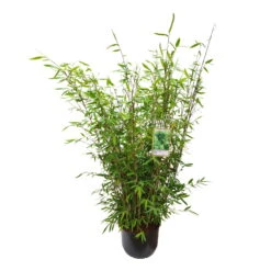 Gartenbambus 'Winter Joy', 25er-Set, Topf 10 Liter -Compo Geschaft 0425100343 0425100344 0425100345 0425100346 0425100347 0425100348 0425100349 Fargesia Hybr Winter Joy 2 105051 2