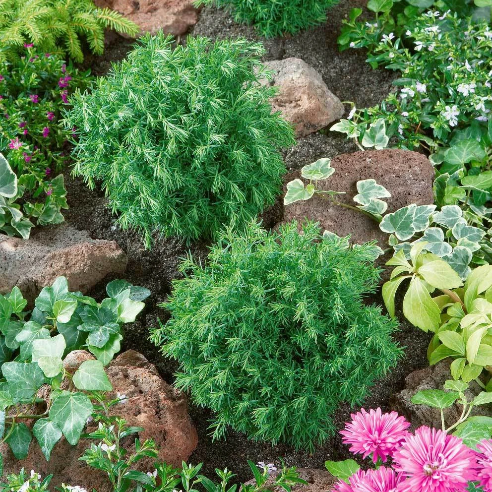 Kuschellebensbaum, Thuja Occ. 'Teddy', 12er-Set, Höhe 15-20 Cm, Topf 1,5 Liter 4 Kuschellebensbaum, Thuja Occ. 'Teddy', 12er-Set, Höhe 15-20 Cm, Topf 1,5 Liter – Bild 2