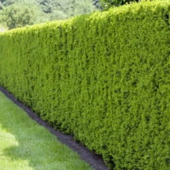 Heckeneibe, Taxus Media "Hillii", 3er-Set, Höhe 40-50 Cm, Topf 5 Liter