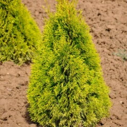 Heckenkonifere Thuja Occ. "Golden Smaragd"®, 5er-Set, Höhe 40-60 Cm, Topf 3 L