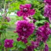 Italienische Waldrebe 'Purpurea Plena Elegans', 2er-Set, Purpurviolett -Compo Geschaft 0440201135 Koelle Clematis vit Plena Elegans 2er purpurot gefuellt 114066