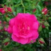 Bodendeckerrose 'Heidetraum'®, Karminrosa, Topf 3 Liter, 4er Set -Compo Geschaft 0460400285 Bodendeckerrose Heidetraum RGB Copyright NEU 03 42101