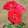 Strauchrose 'Tornella®', Samtrot, Topf 6 Liter -Compo Geschaft 0460500382 Strauchrose Tornella RGB Copyright NEU 42110