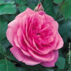 Stammrose 'Gertrude Jekyll' (Ausbord), Englische Rose, Stamm 60cm 7,5 Lt. Topf 15 Stammrose 'Gertrude Jekyll' (Ausbord), Englische Rose, Stamm 60cm 7,5 Lt. Topf -Compo Geschaft 0460750328 Englische Rose Gertrude Jekyll RGB Copyright NEU 01 42120