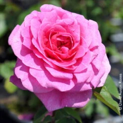 Stammrose 'Gertrude Jekyll' (Ausbord), Englische Rose, Stamm 60cm 7,5 Lt. Topf 13 Stammrose 'Gertrude Jekyll' (Ausbord), Englische Rose, Stamm 60cm 7,5 Lt. Topf -Compo Geschaft 0460750328 Englische Rose Gertrude Jekyll RGB Copyright NEU 42119