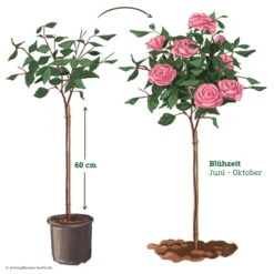 Stammrose 'Gertrude Jekyll' (Ausbord), Englische Rose, Stamm 60cm 7,5 Lt. Topf 14 Stammrose 'Gertrude Jekyll' (Ausbord), Englische Rose, Stamm 60cm 7,5 Lt. Topf -Compo Geschaft 046080 Rosenstamm rosa 122128