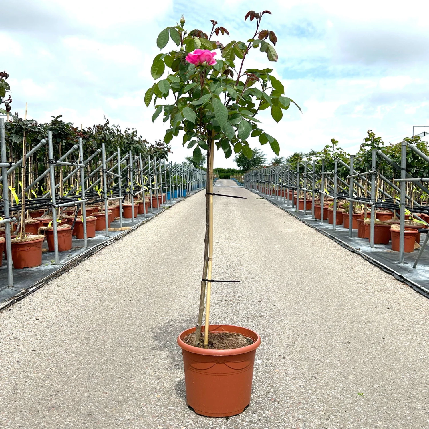 Stammrose 'Gertrude Jekyll' (Ausbord), Englische Rose, Stamm 60cm 7,5 Lt. Topf 3 Stammrose 'Gertrude Jekyll' (Ausbord), Englische Rose, Stamm 60cm 7,5 Lt. Topf