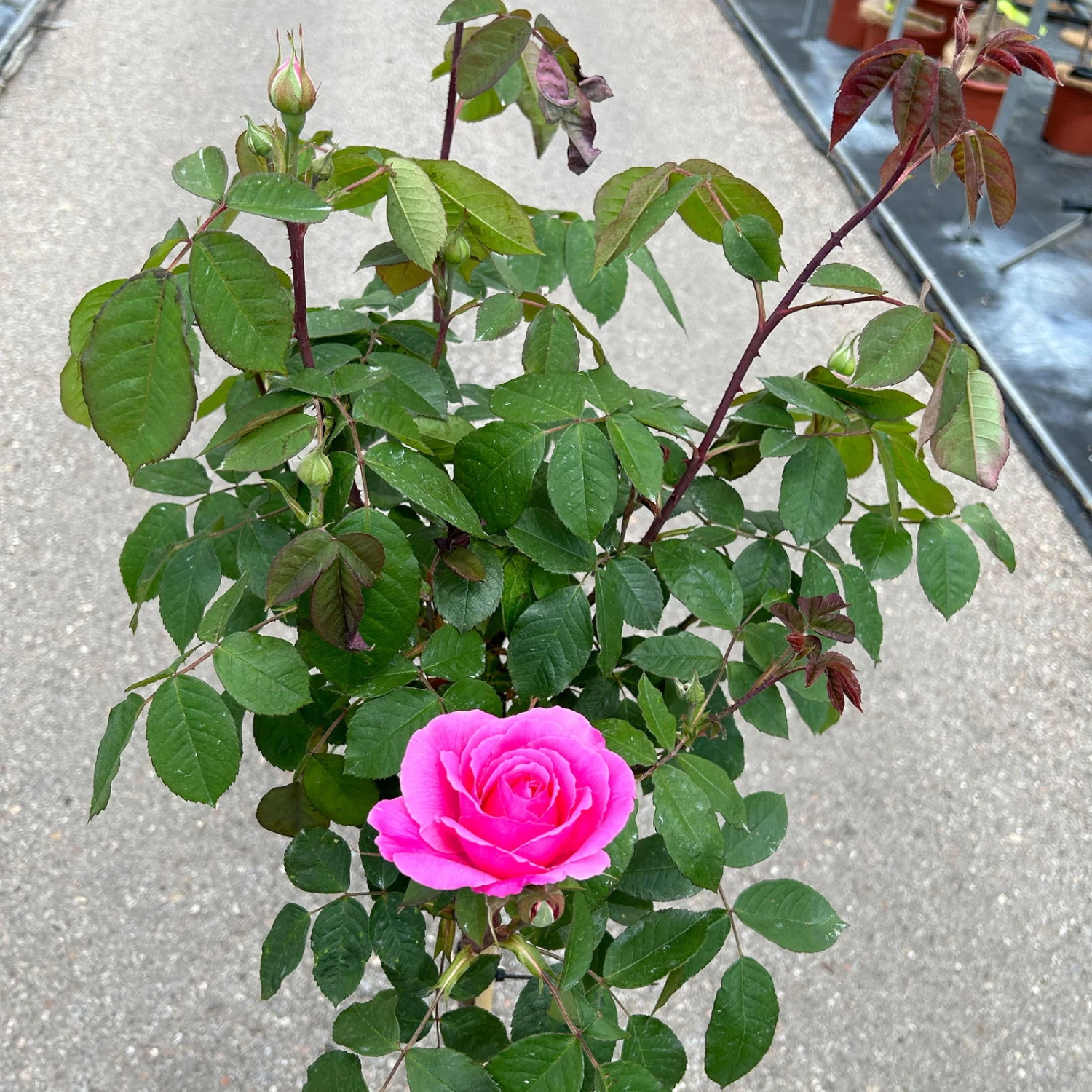 Stammrose 'Gertrude Jekyll' (Ausbord), Englische Rose, Stamm 60cm 7,5 Lt. Topf 8 Stammrose 'Gertrude Jekyll' (Ausbord), Englische Rose, Stamm 60cm 7,5 Lt. Topf – Bild 6
