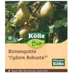 Bio Birnenquitte 'Cydora Robusta'Ⓢ, Topf 10 Liter 10 Bio Birnenquitte 'Cydora Robusta'Ⓢ, Topf 10 Liter -Compo Geschaft 0480300060 Koelle Bio Cydora Robusta Birnenquitte Busch 1 119767