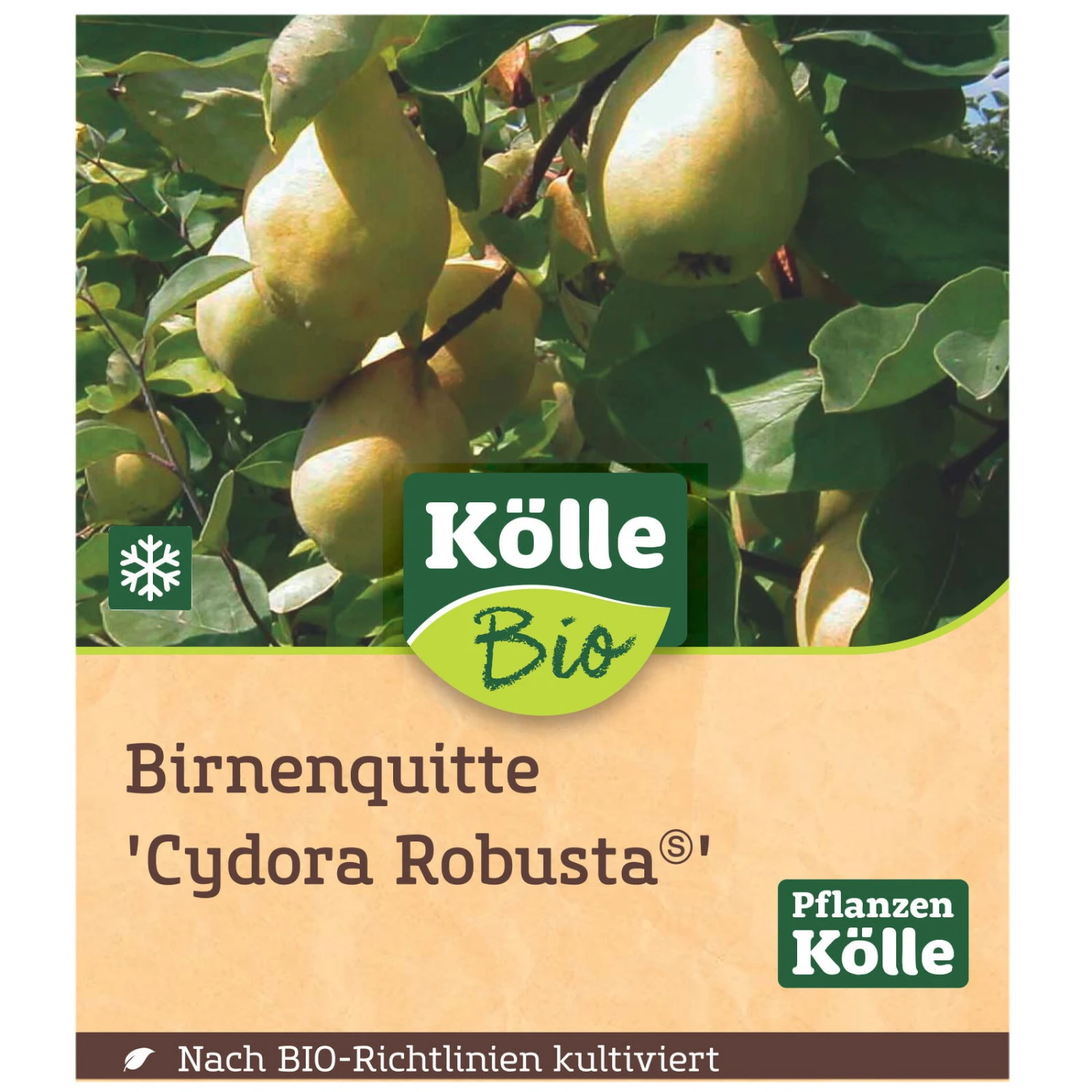 Bio Birnenquitte 'Cydora Robusta'Ⓢ, Topf 10 Liter 5 Bio Birnenquitte 'Cydora Robusta'Ⓢ, Topf 10 Liter – Bild 3