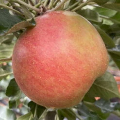 Kölle Bio Säulenapfel 'Rhapsodie'Ⓢ, Unterlage MM 111, Topf 10 Liter -Compo Geschaft 0480650016 KB Rhapsodie Saeulenapfel 2 115630