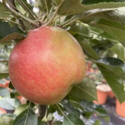 Kölle Bio Säulenapfel 'Rhapsodie'Ⓢ, Unterlage MM 111, Topf 10 Liter -Compo Geschaft 0480650016 KB Rhapsodie Saeulenapfel 3 115629