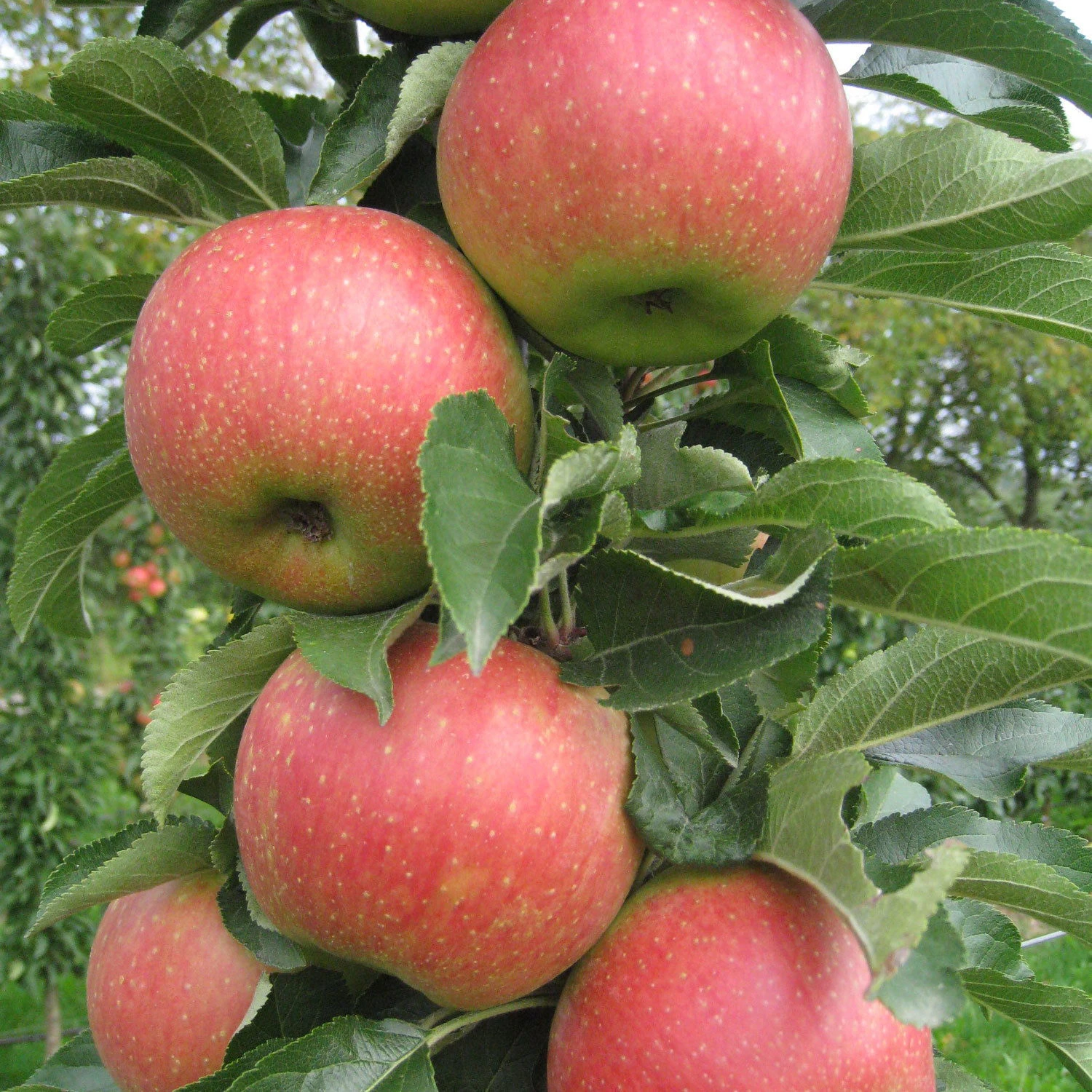 Kölle Bio Säulenapfel 'Jucunda'Ⓢ, Unterlage MM 111, Topf 10 Liter 3 Kölle Bio Säulenapfel 'Jucunda'Ⓢ, Unterlage MM 111, Topf 10 Liter