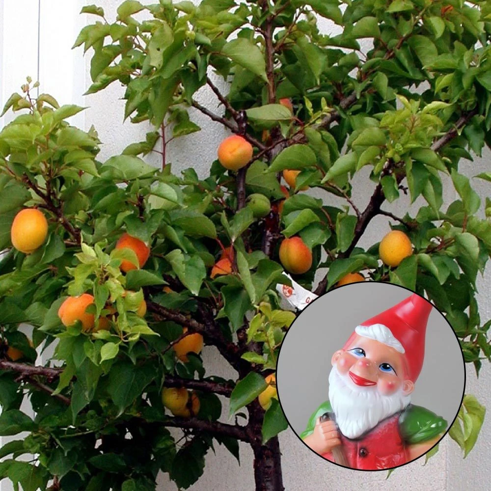 Kölle Bio Zwergaprikose 'Aprigold'®, Topf 7,5 Liter 3 Kölle Bio Zwergaprikose 'Aprigold'®, Topf 7,5 Liter