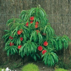 Kölle Bio Zwergpfirsich 'Amber'® Pix ZeeⓈ, Topf 7,5 Liter -Compo Geschaft 0480670029 K.B. Zwergpfirsich St. Amber Pix Zee 7 5lt 2 53315