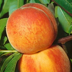 Kölle Bio Zwergpfirsich 'Amber'® Pix ZeeⓈ, Topf 7,5 Liter -Compo Geschaft 0480670029 KB Zwergpfirsich Amber Co 7 5l 49535