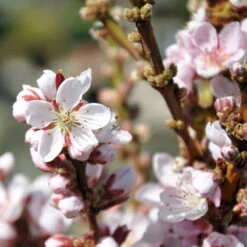 Kölle Bio Zwergpfirsich 'Amber'® Pix ZeeⓈ, Topf 7,5 Liter -Compo Geschaft 0480670029 Zwergpfirsich Amber Bluete Co 7 5l 49709